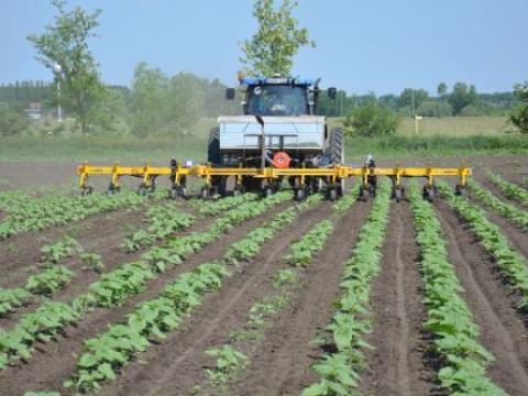 KS-12 FK BB sorköz kultivátor