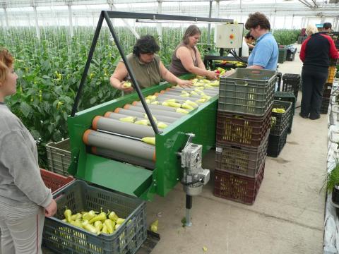 Univerzális görgős paprika-válogató asztal