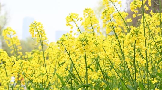 Az őszi káposztarepce drónos növényvédelme és a szabályos alkalmazás feltételei