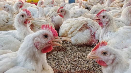 Hiába az antibiotikum, mégis hullik a csirke? Ezt találták a kutatók a mintákban