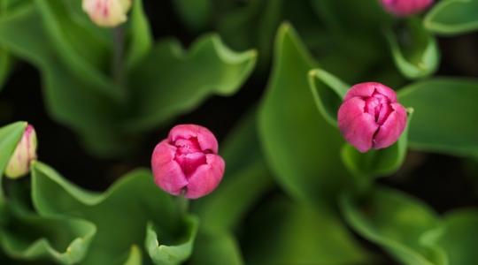 Szép tulipánokat szeretnél? Eláruljuk, mit tegyél értük!