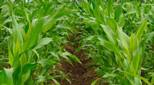 Kukoricahibrideket vizsgáltak – a változó tőszámú vetés és a hozam összefüggései