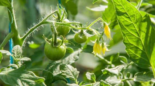 Még most is virágzik a paradicsom és a paprika? Mutatjuk, mit tegyél!