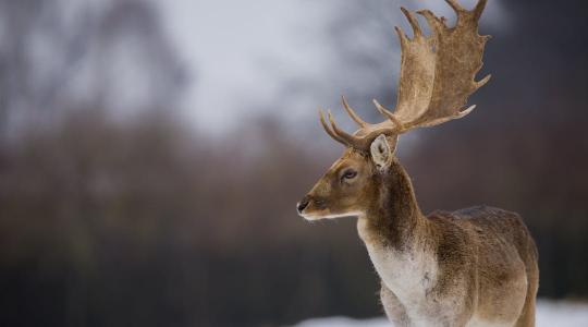 Nem mindennapi kapás: dámszarvast fogtak a Dunában