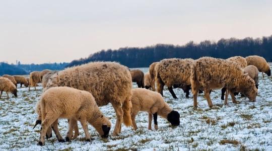 Télen is fontos a szakszerű legeltetés