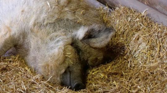 Veszélyben a mangalica: a kistermelők itt is feladják a termelést