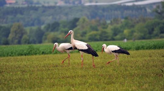 A gólya egy lenyűgöző vándormadár – érdemes többet megtudni róla