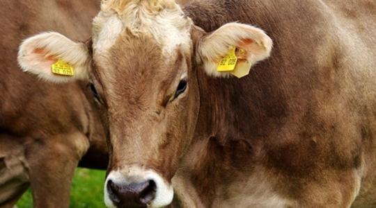 Sokkal több vírust adunk át az állatoknak, mint ők nekünk