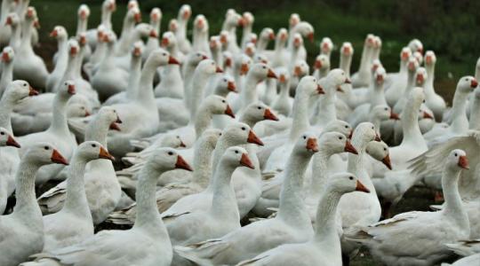 Újabb világjárvány a láthatáron: tejelő tehenekben jelent meg a madárinfluenza!