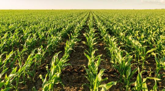 Minden gyomproblémára van jó megoldásunk – kukoricában is!