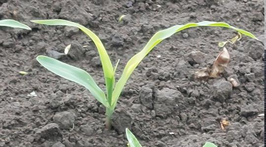 Támogassa a növényei kezdeti fejlődését talaj- és növénykondicionáló készítménnyel 