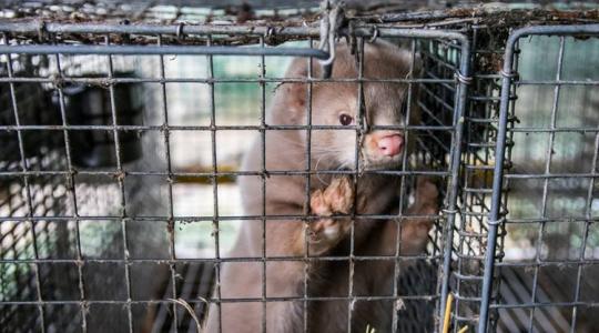 Újabb járványügyi kockázat Kínában – újabb időzített bomba? 