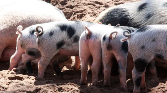 Miért alakul ki a disznóknál a farokrágás? És mit tehetünk ellene?