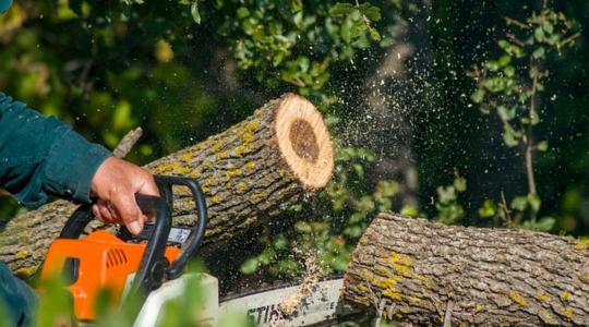 Július 1-től így kell bejelenteni a fásításban tervezett fakitermeléseket