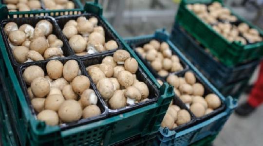 A filippínó munkavállalók már a spájzban vannak – és gombát szednek