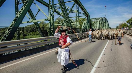 Pénzügyi segítséggel támogatja az agrártárca az őshonos fajták megőrzését