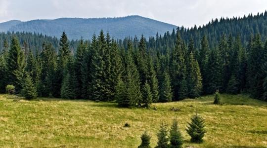 Új invazív kártevő támadja a fenyőket!