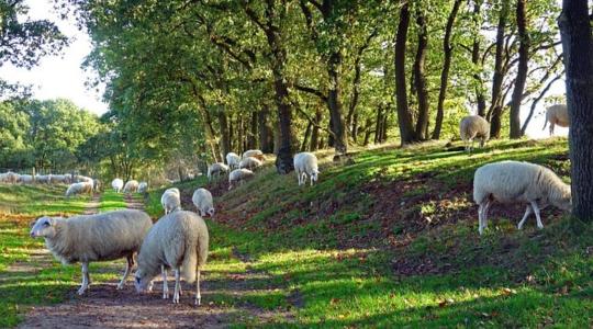 Figyelem! Kiskérődző pestis jelent meg a környező országokban! 