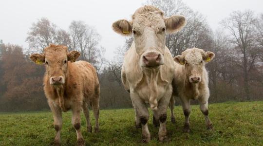 Versenyképessé kell tenni az állattenyésztési ágazatot 