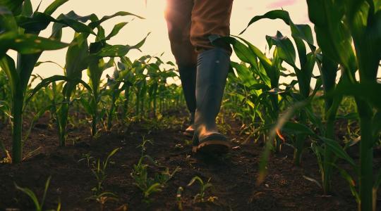 Nem hagyjuk, hogy bármiről lemaradj, ami az agrárpályázatokkal kapcsolatos