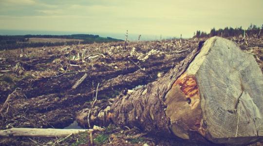 EU-Mercosur megállapodás és erdőirtás: milyen érdekek győznek?