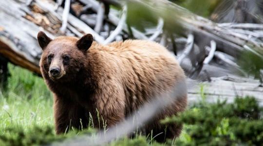 Barnamedve rendezhetett vérfürdőt egy Hajdú-Bihar vármegyei tanyán