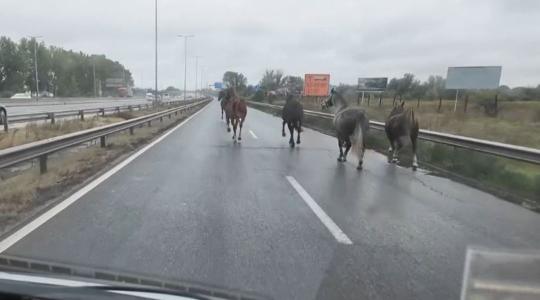 Lovak vágtáztak az M5-ösön