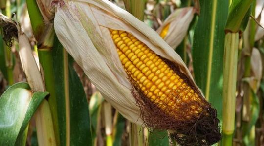 Aflatoxinmentes kukoricát termesztett a Nébih – így csinálták