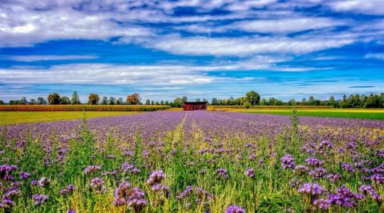 No-till: Jól megtervezett átállással 40-50 ezer forintot is megtakaríthatsz hektáronként