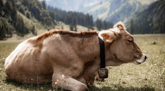 Van, ami még a marhákat is übereli gázkibocsátásban 