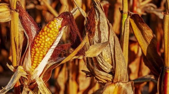 Nagyot lép az agrártárca a toxinkérdés ügyében