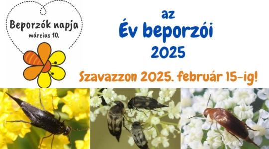 Az Év beporzói 2025 – Ismerd meg őket te is!