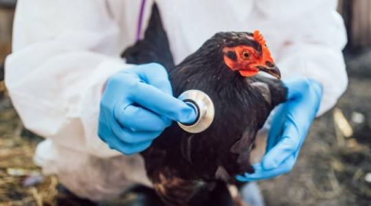 Nagy baj lehet abból, ha a H5N1 a sertésekben is megjelenik