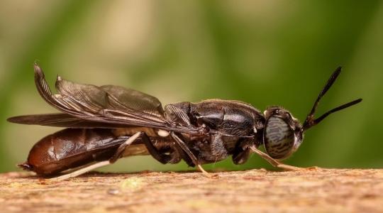 Kis rovar nagy étvággyal: Bombaüzlet lehet