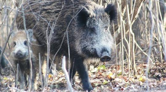 Vadkár: nem jönnek a végrehajtók. Mindenki örülhet?