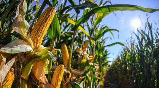 Elképesztő hozamok, alacsony toxinszint – nagyot mentek a Syngenta kukoricák