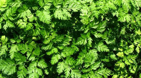 Zamatos turbolya: az ínyencek petrezselyme, amit újra fel kell fedezünk