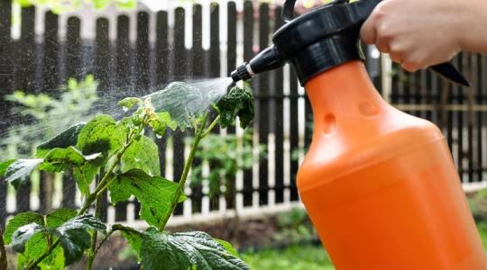 Levéltetű, liszteske, hangya? Itt a megoldás!