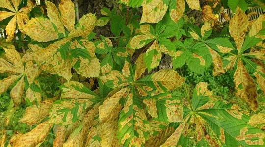 Levélbetegségek és rovarinvázió: hogyan védekezhetünk hatékonyan?