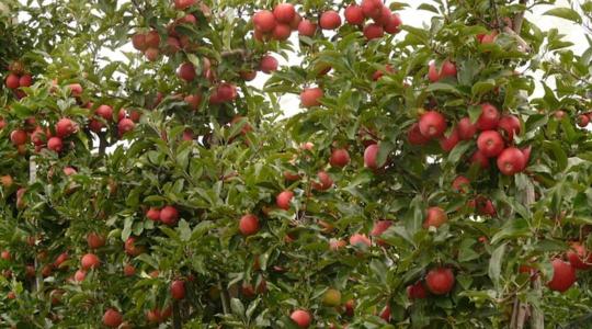 Új korszak kezdődik a gyümölcsvédelemben – készen állsz rá?