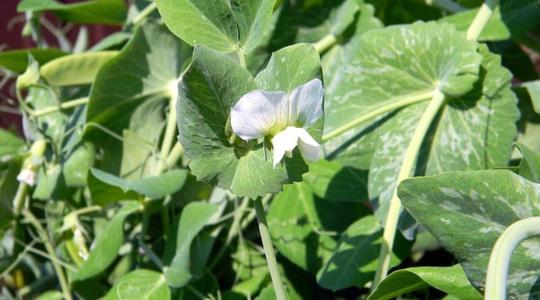 A borsó nem csak a tányérra való: az agronómiai előnyei is kiemelkedők