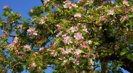 Mikor és miért fontos a kiegészítő fagyvédelem?