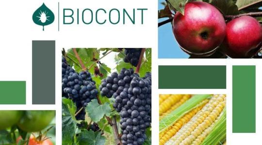 Így lesz tápláló és szermaradékmentes a gyümölcsöd