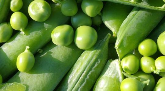 A feledés homályába veszve: Miért hanyagoljuk a lencsét és a borsót?