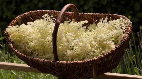 Ezt tudják a vadon termő növények a konyhában!