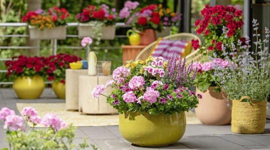 Mediterrán nyár a teraszon – Így varázsolj pihenőszigetet muskátlival
