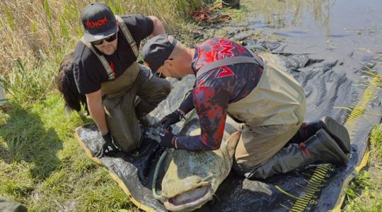 Nem hiszed el, ha nem látod: háromnegyed óra fárasztás, 265 centis fogás