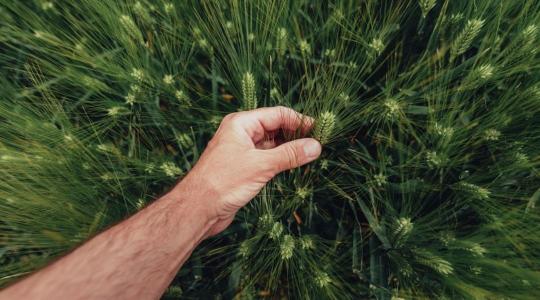 Célzott hatóanyag-kombinációkkal a kalászfuzáriózis ellen