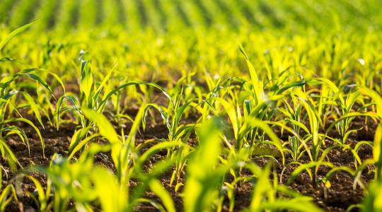 Hatékony védelem kukoricában a legszívósabb gyomok ellen is