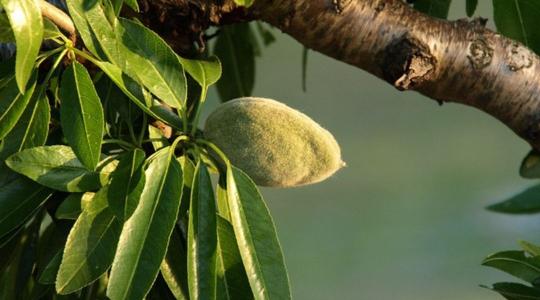 Mandula: a jövő gyümölcse? 